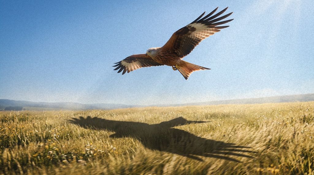 The red kite and its shadow over the meadow on a clear afternoon.