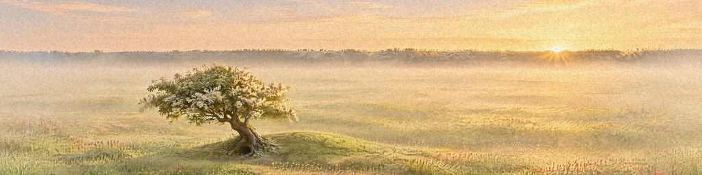 Bramble Warren’s meadow at sunrise: mist over the grass and a single hawthorn in blossom on a low mound, the sun rising over the far ridge.